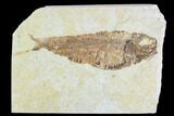Fossil Fish (Knightia) - Wyoming #108304-1